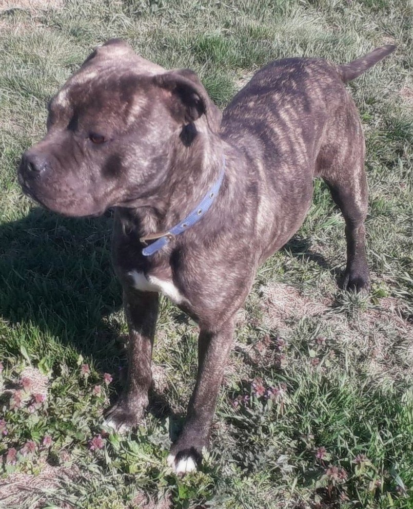 ***  GEADOPTEERD ***  T H A N O S 