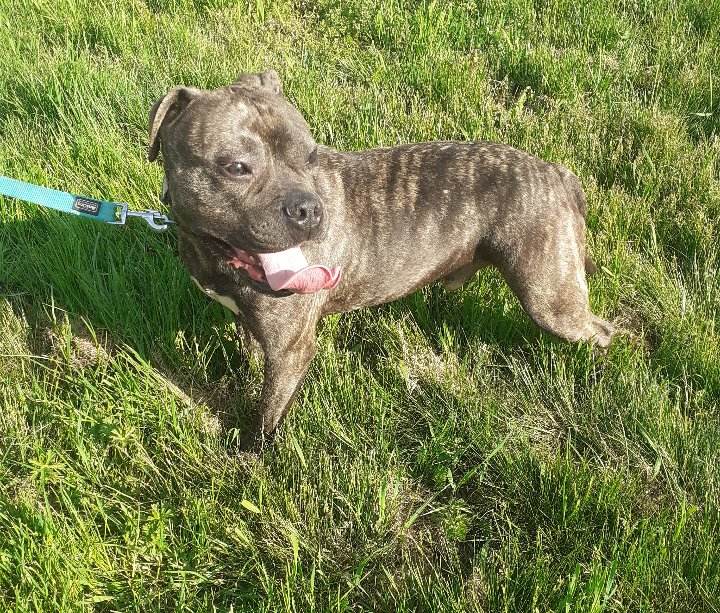 ***  GEADOPTEERD ***  T H A N O S 