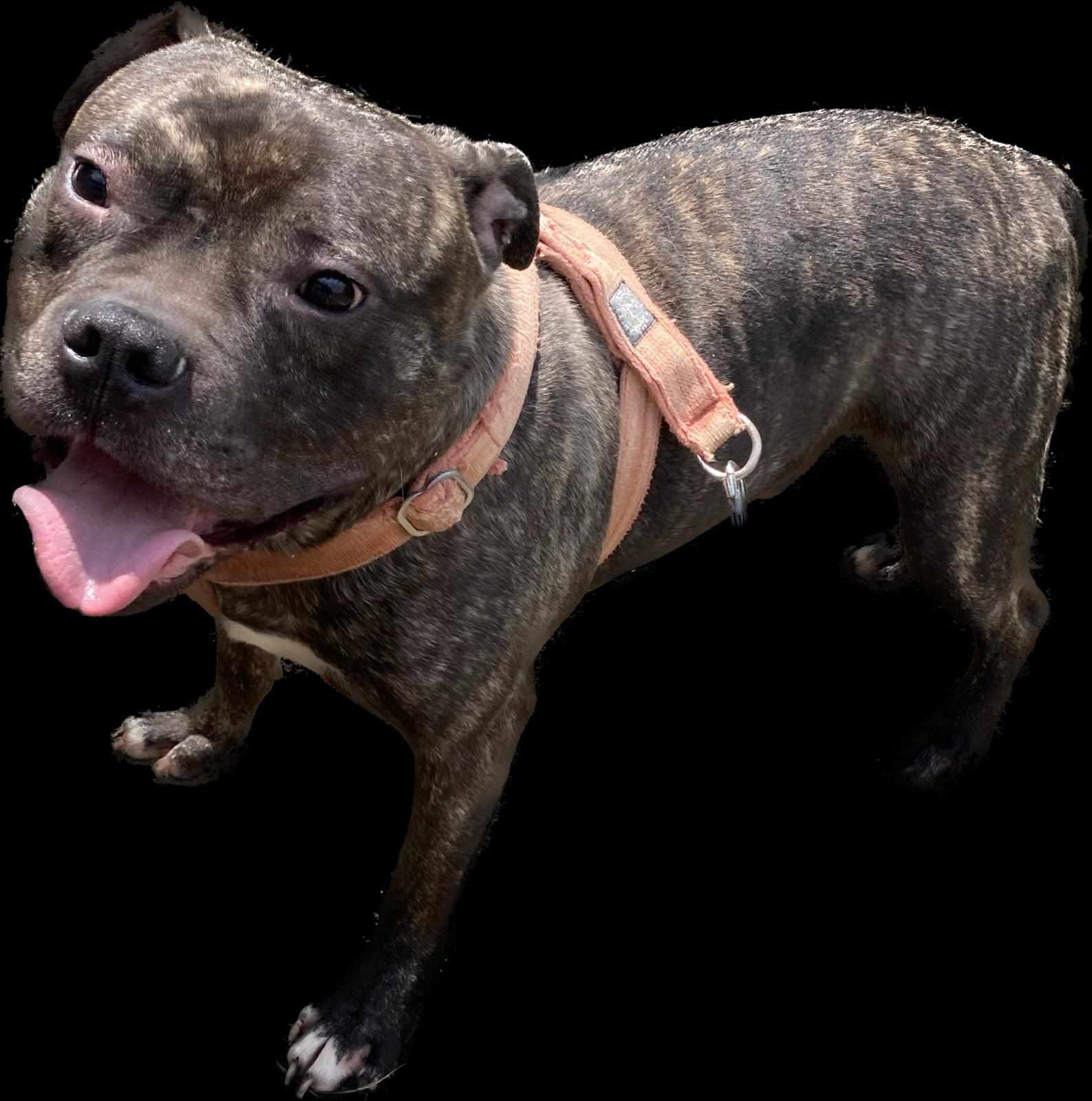 ***  GEADOPTEERD ***  T H A N O S 