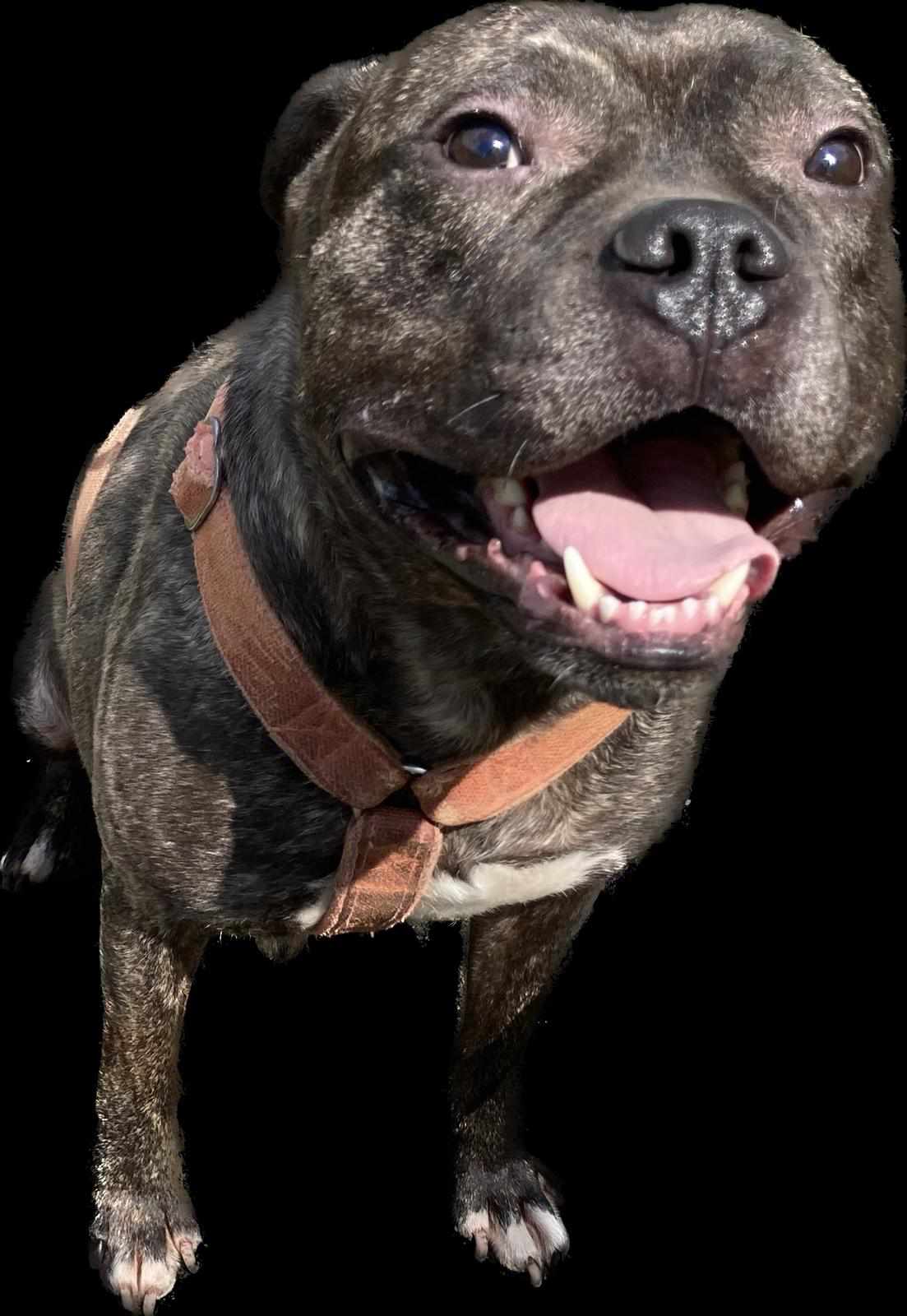 ***  GEADOPTEERD ***  T H A N O S 
