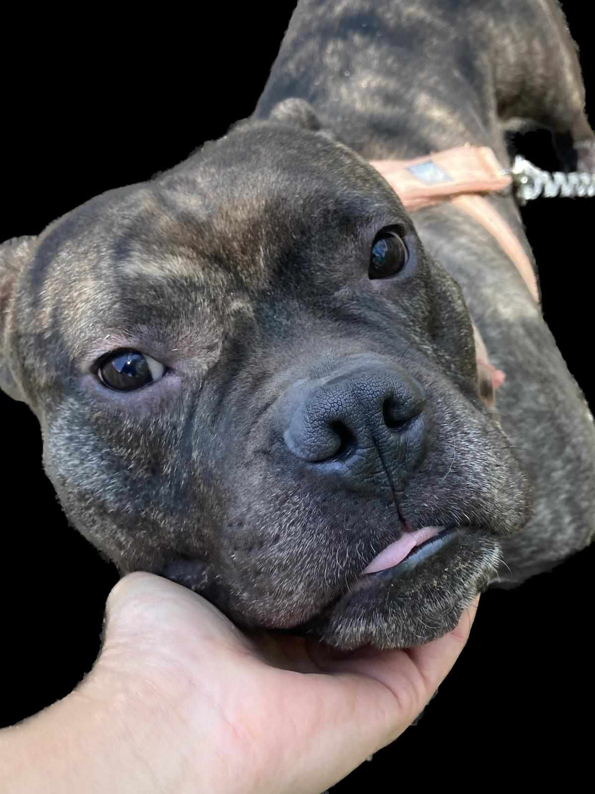 ***  GEADOPTEERD ***  T H A N O S 