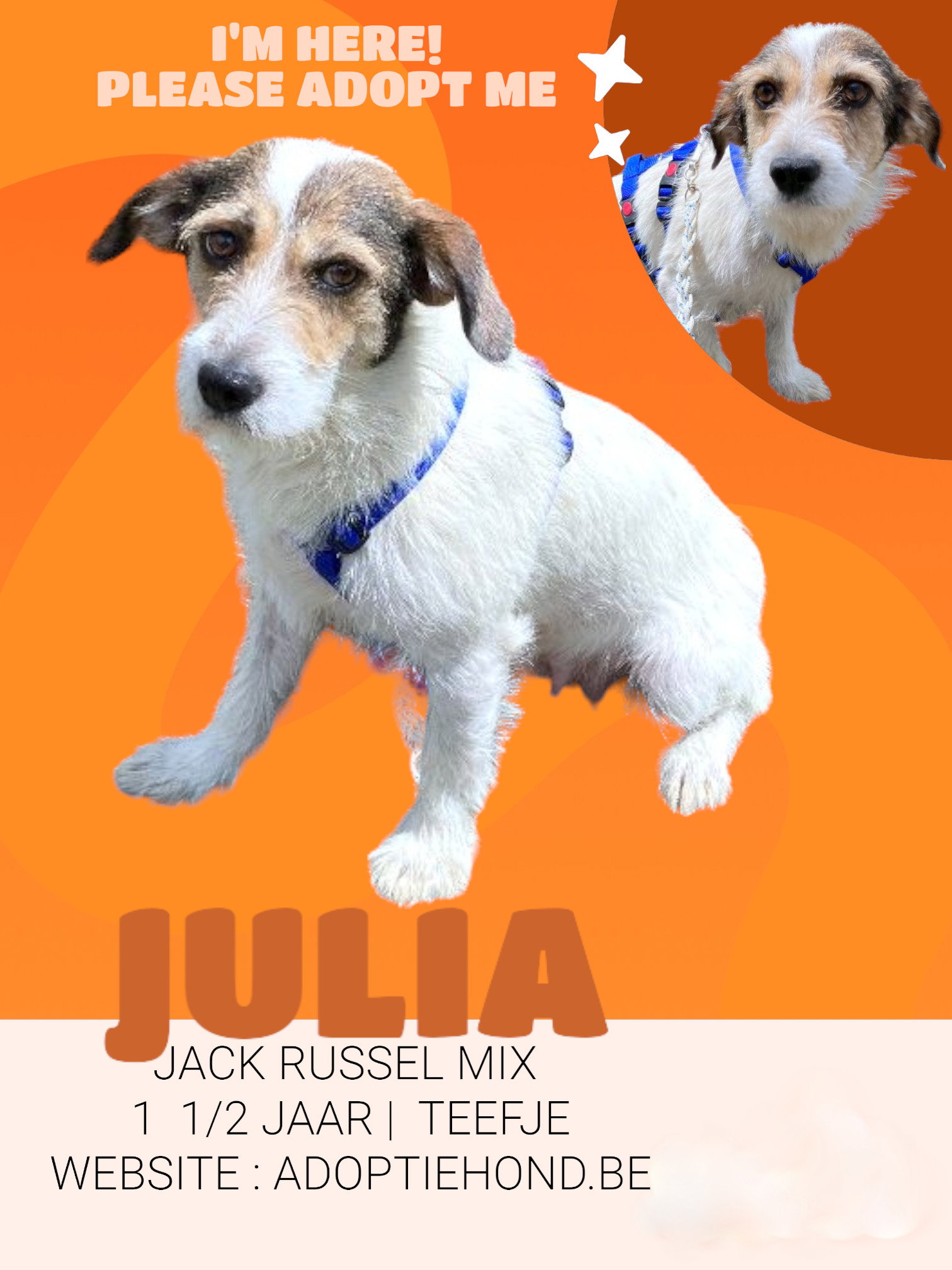 JULIA *** ADOPTED ***