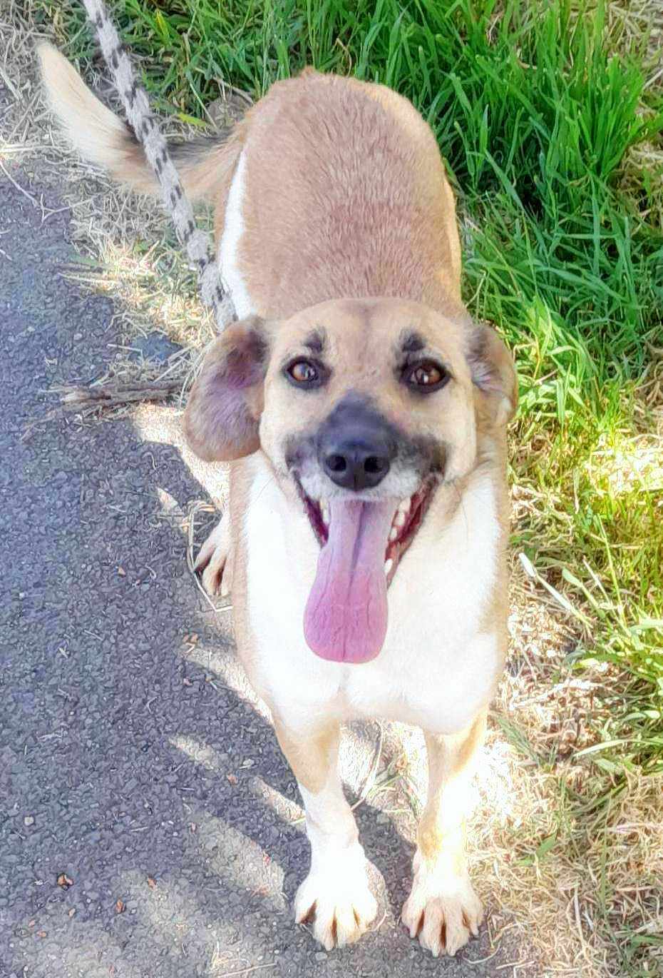 ASTRID *** G EA ADOPT ***