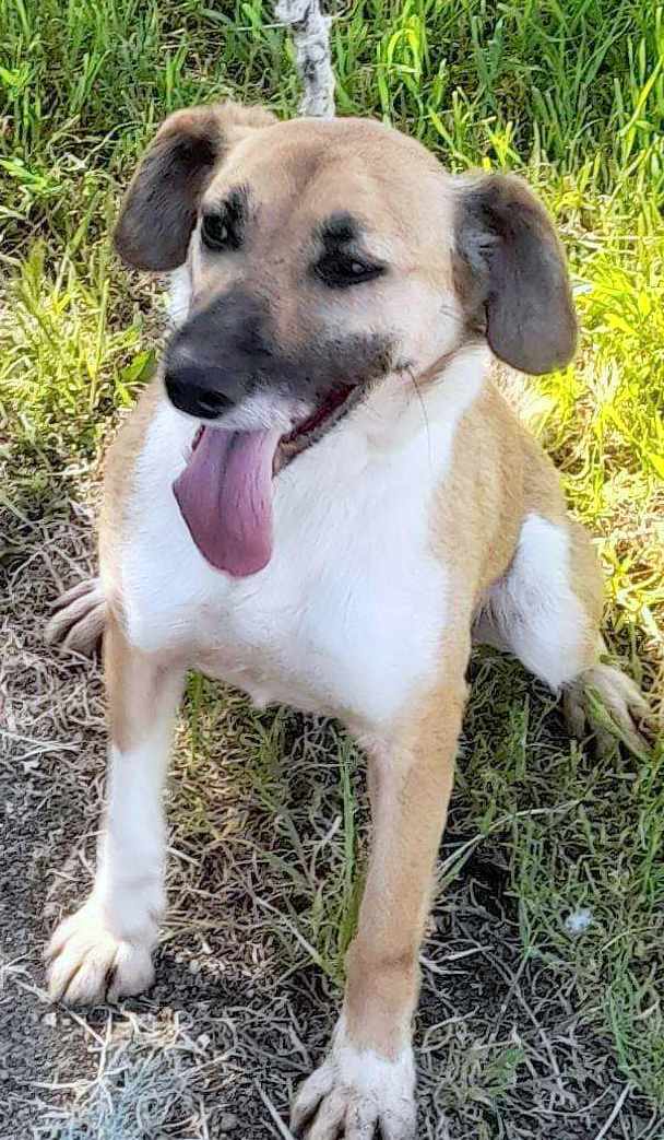 ASTRID *** G EA ADOPT ***