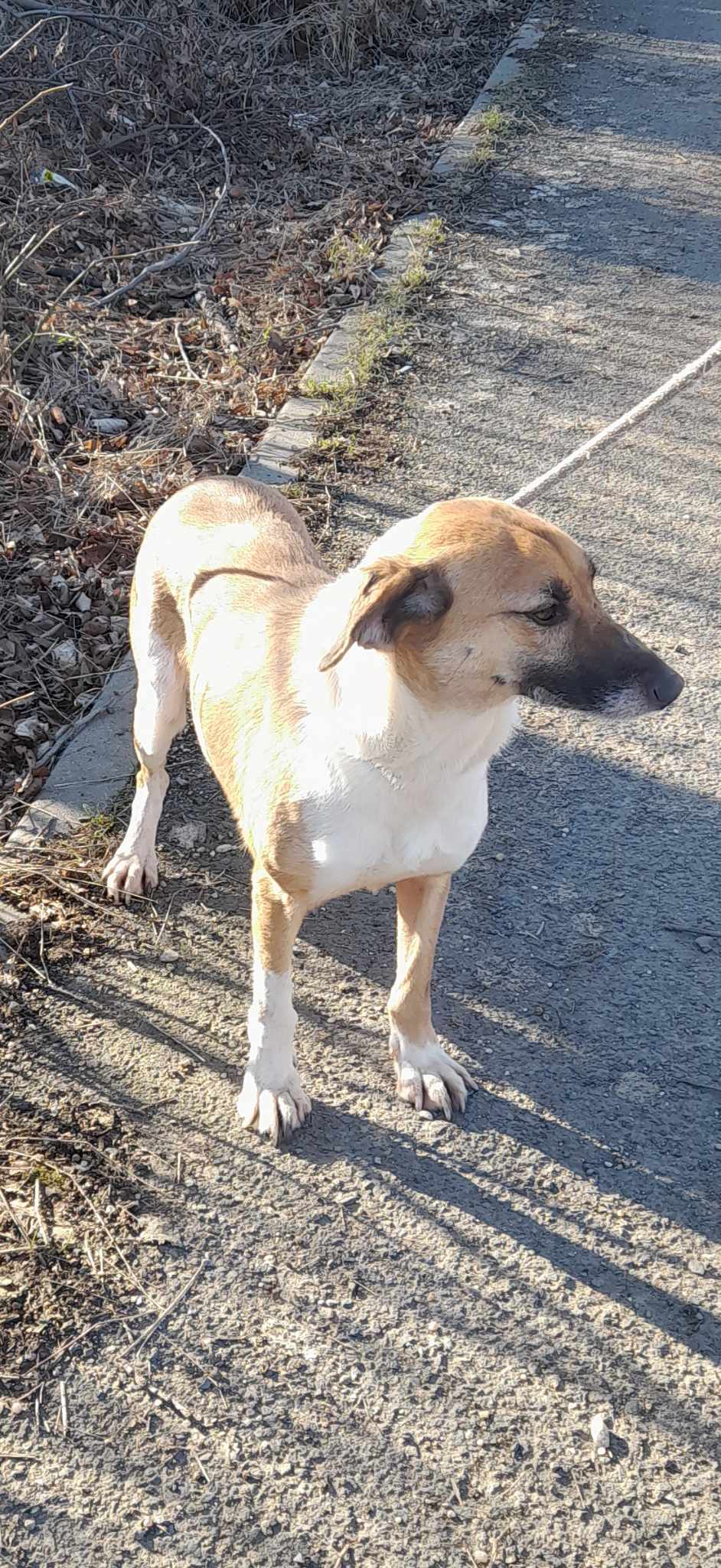 ASTRID *** G EA ADOPT ***