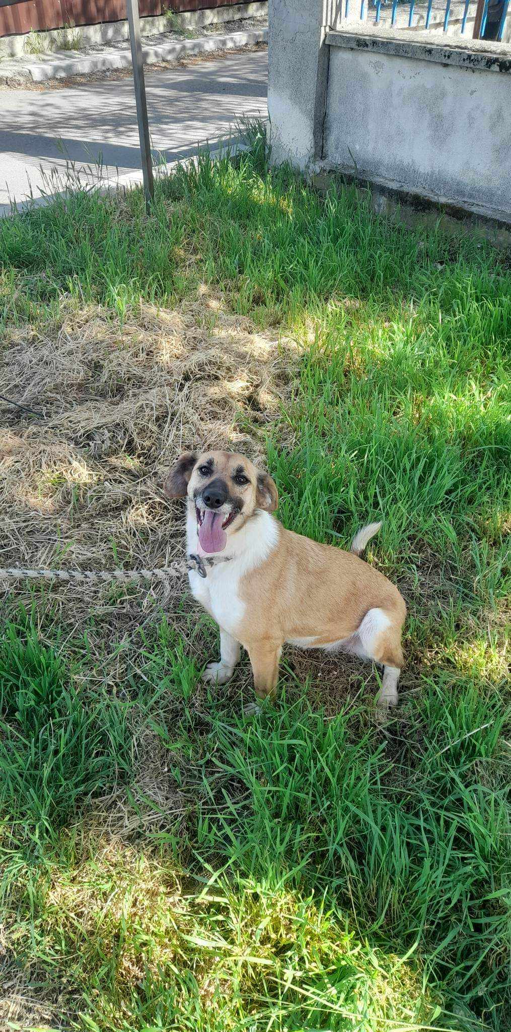 ASTRID *** G EA ADOPT ***