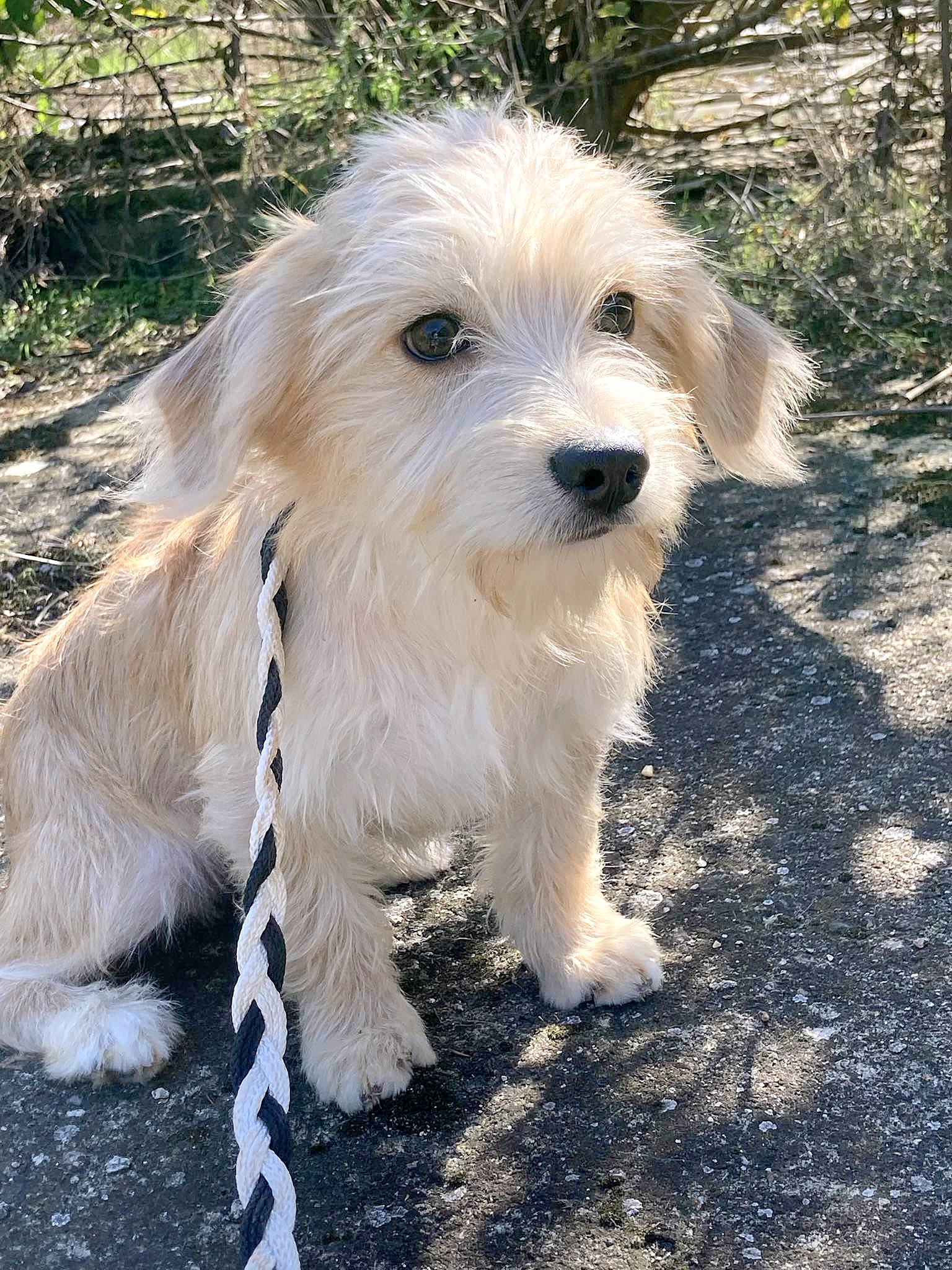 ROSE *** ADOPTED ***
