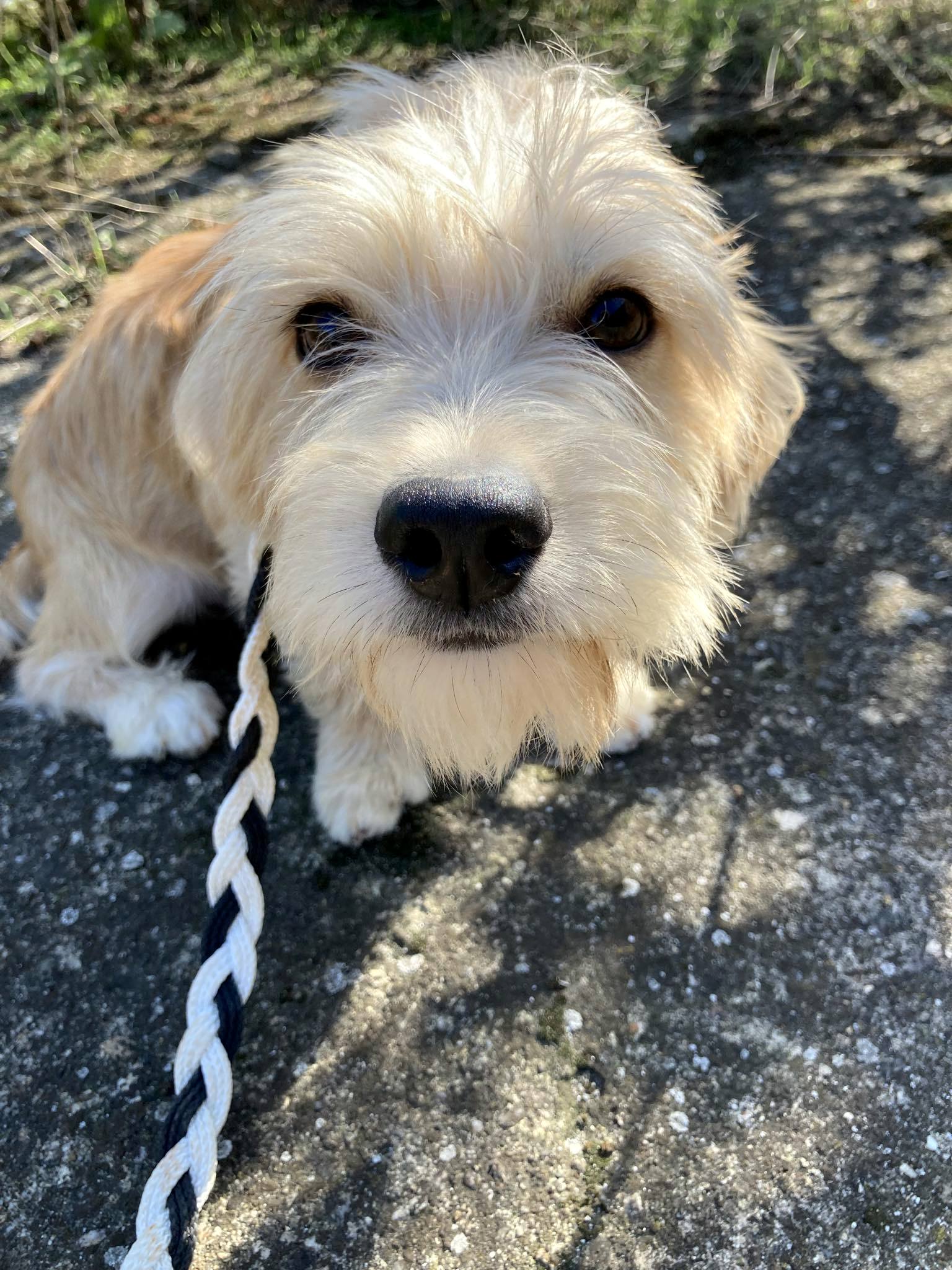 ROSE *** ADOPTED ***