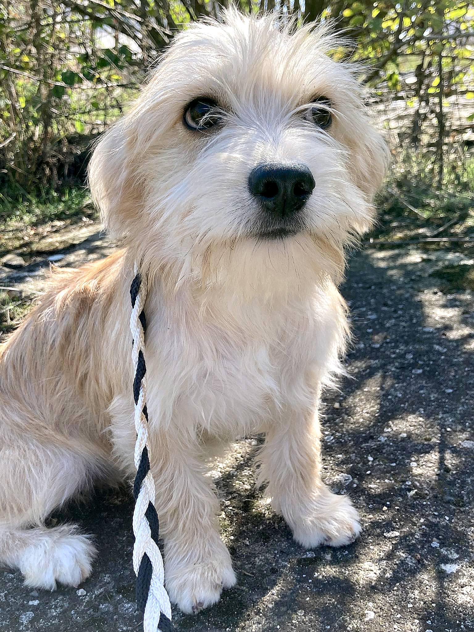 ROSE *** ADOPTED ***