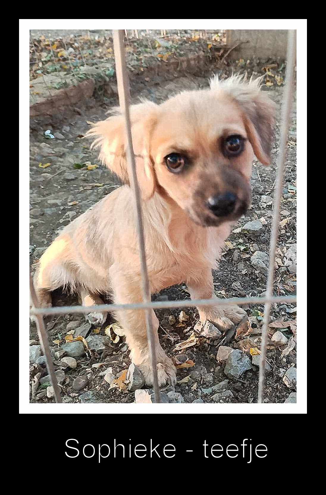SOPHIEKE *** ADOPTED ***