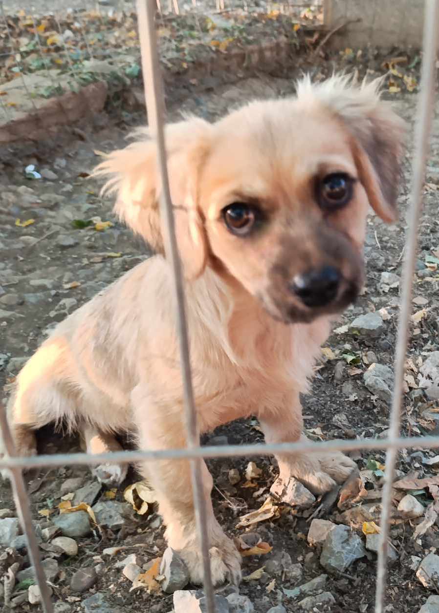 SOPHIEKE *** ADOPTED ***