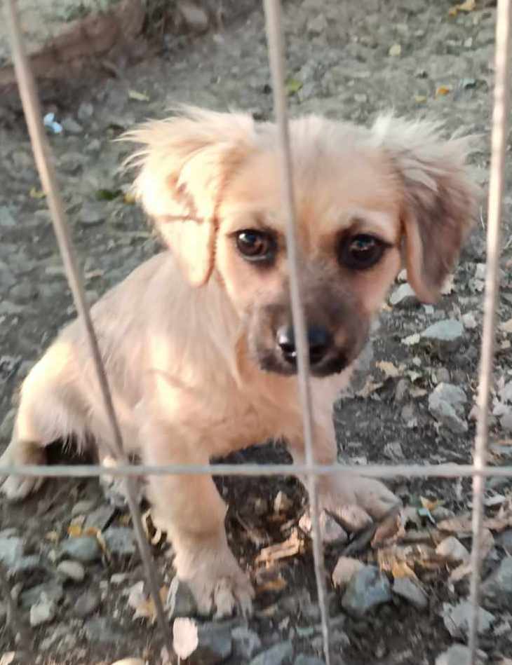 SOPHIEKE *** ADOPTED ***