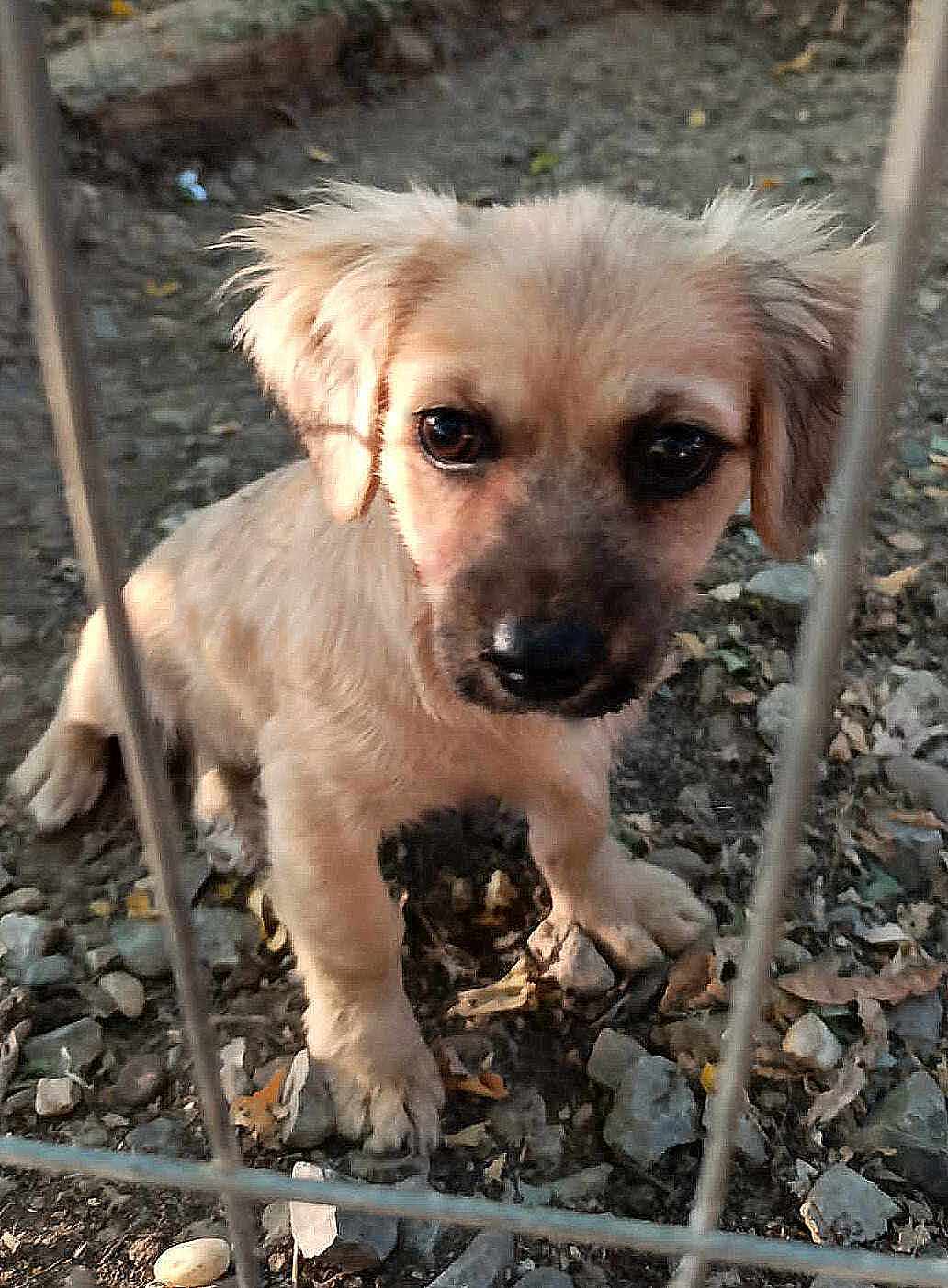 SOPHIEKE *** ADOPTED ***