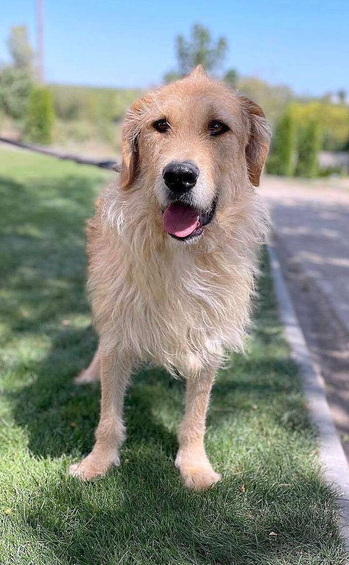 BALOU *** ADOPTED IN UK ***