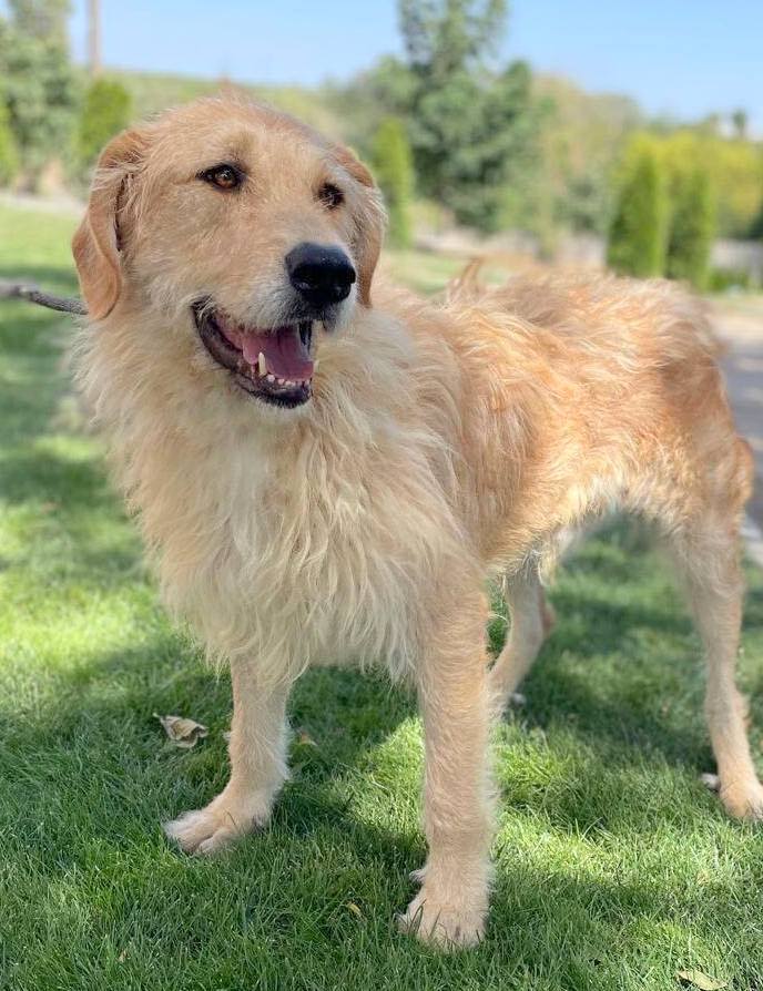 BALOU *** ADOPTED IN UK ***