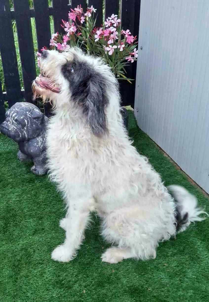 C H A N E L L E   *** GEADOPTEERD IN UK ***