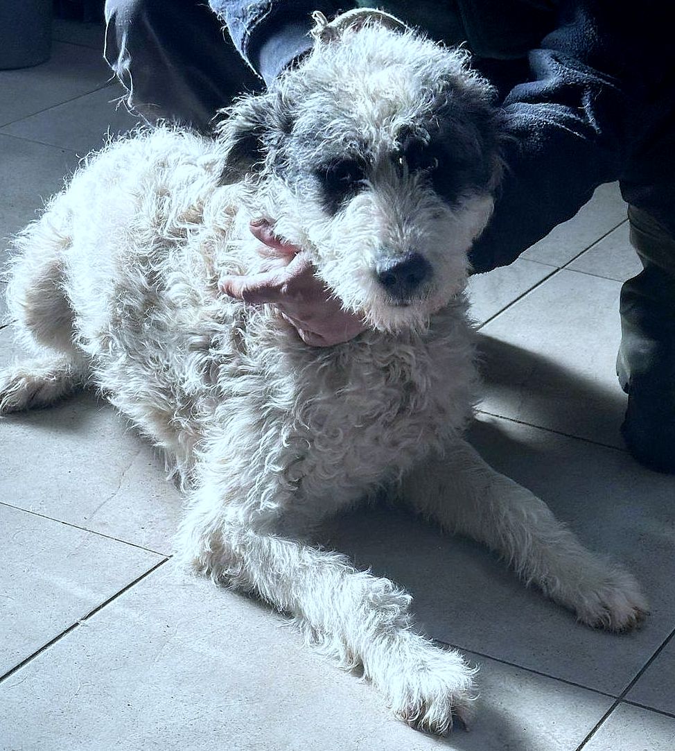 C H A N E L L E   *** GEADOPTEERD IN UK ***
