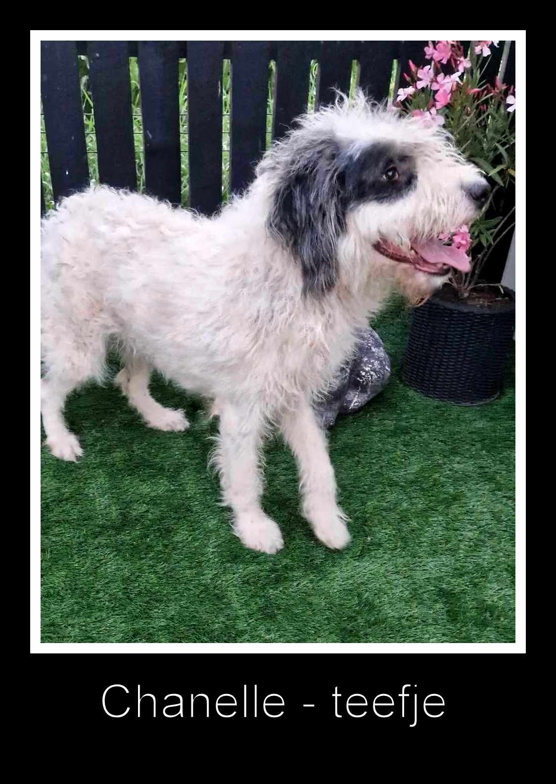 CHANELLE *** ADOPTED IN UK ***