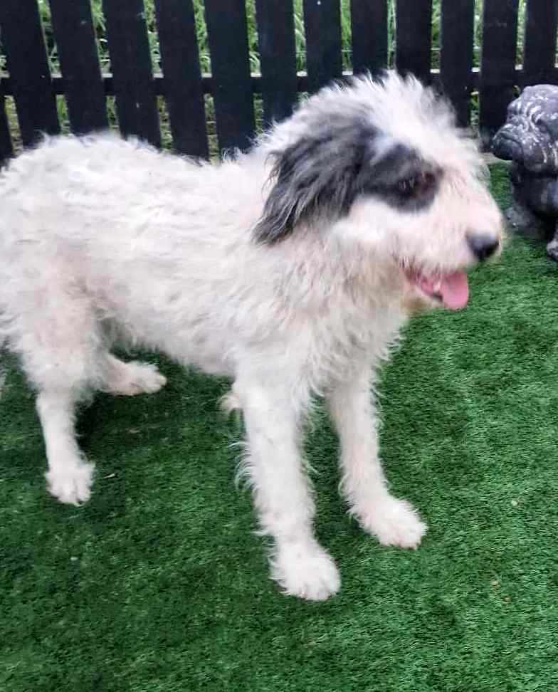 CHANELLE *** ADOPTED IN UK ***