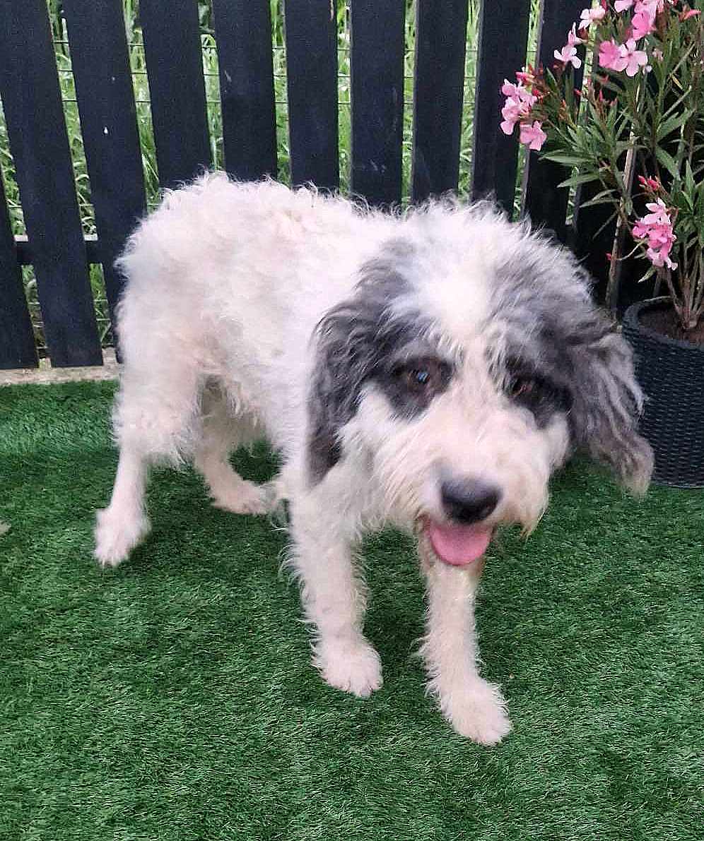 CHANELLE *** ADOPTED IN UK ***