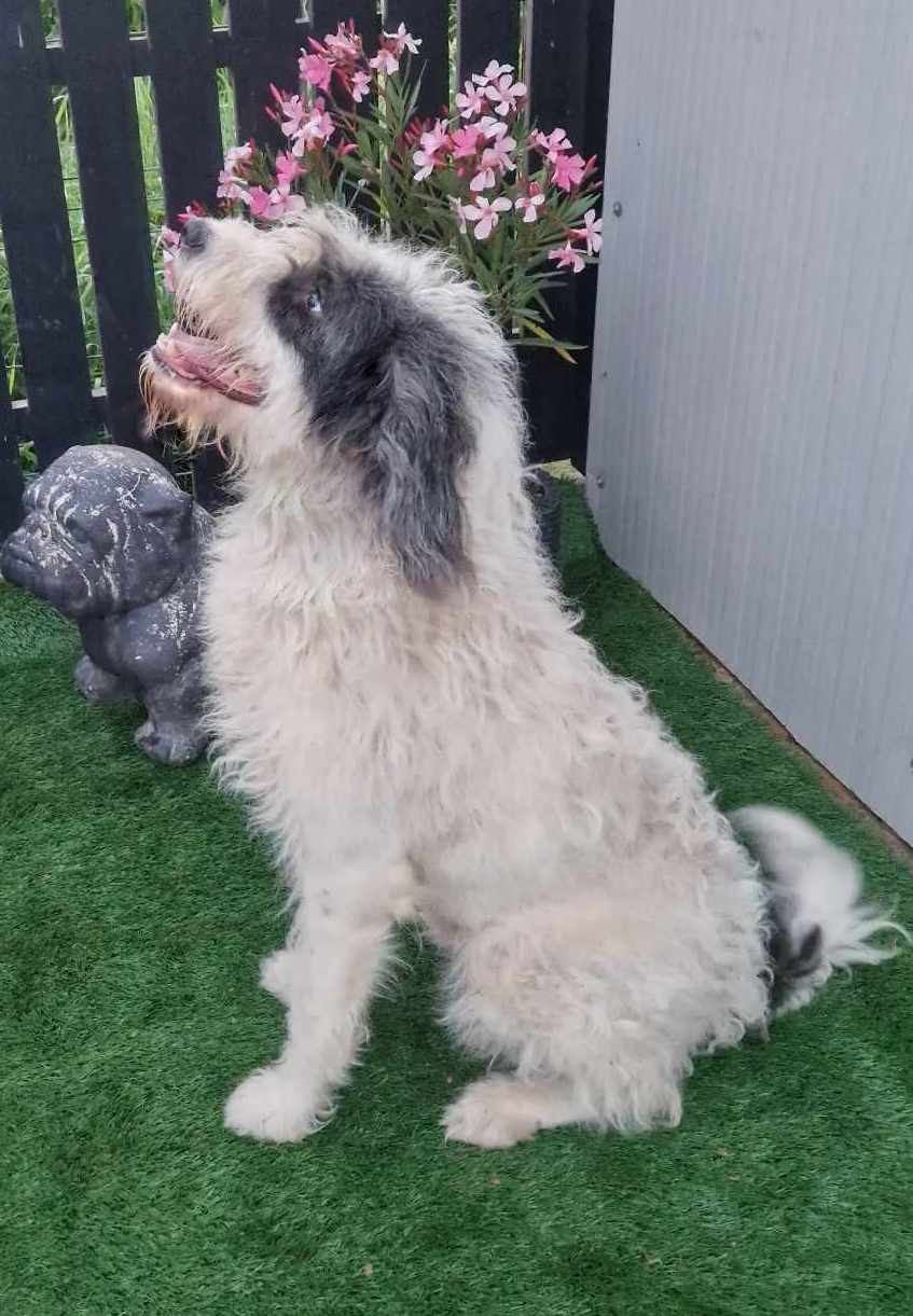 CHANELLE *** ADOPTED IN UK ***