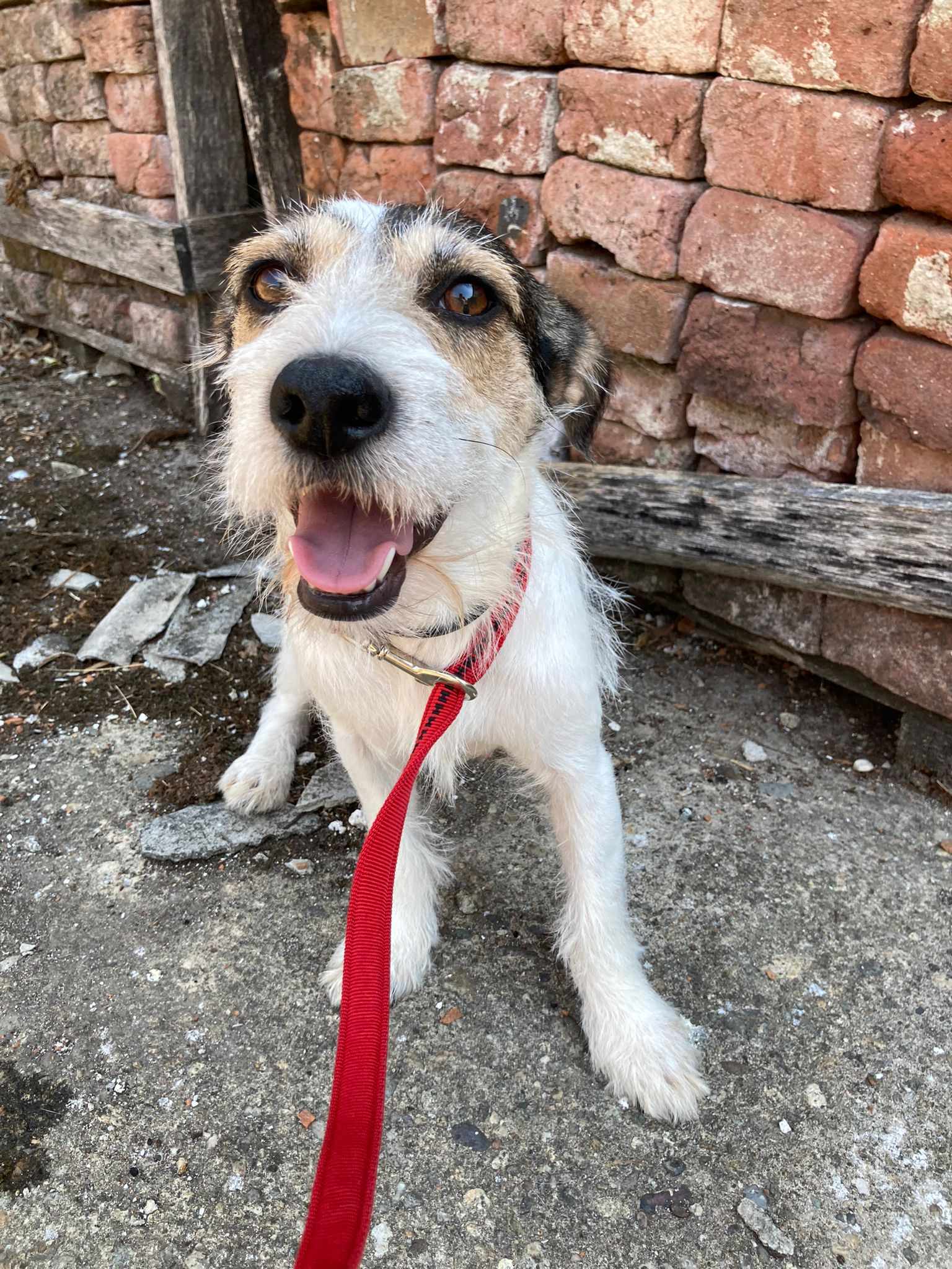 JULIA *** ADOPTED ***