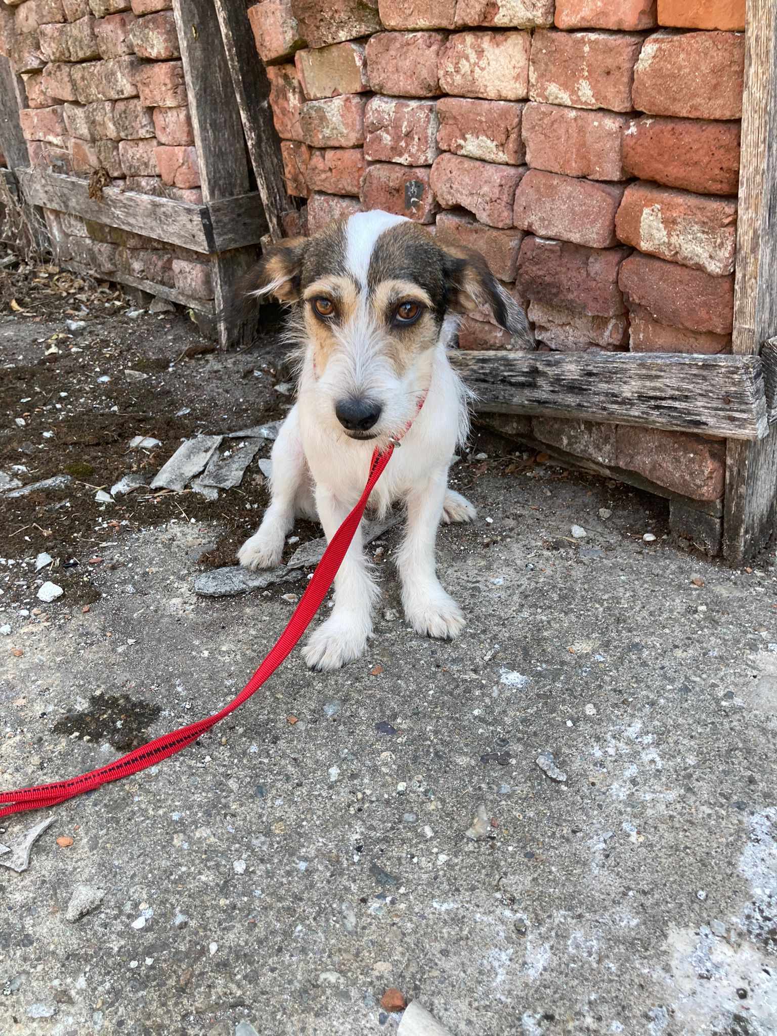 JULIA *** ADOPTED ***