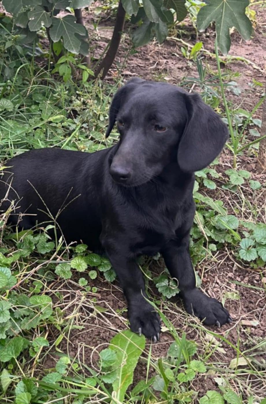 EBONY (BONNIEKE) *** ADOPTED ***