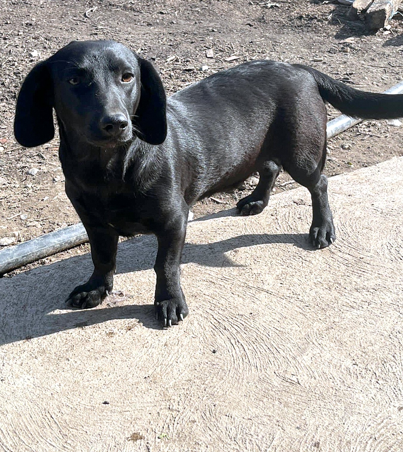 EBONY (BONNIEKE) *** ADOPTED ***
