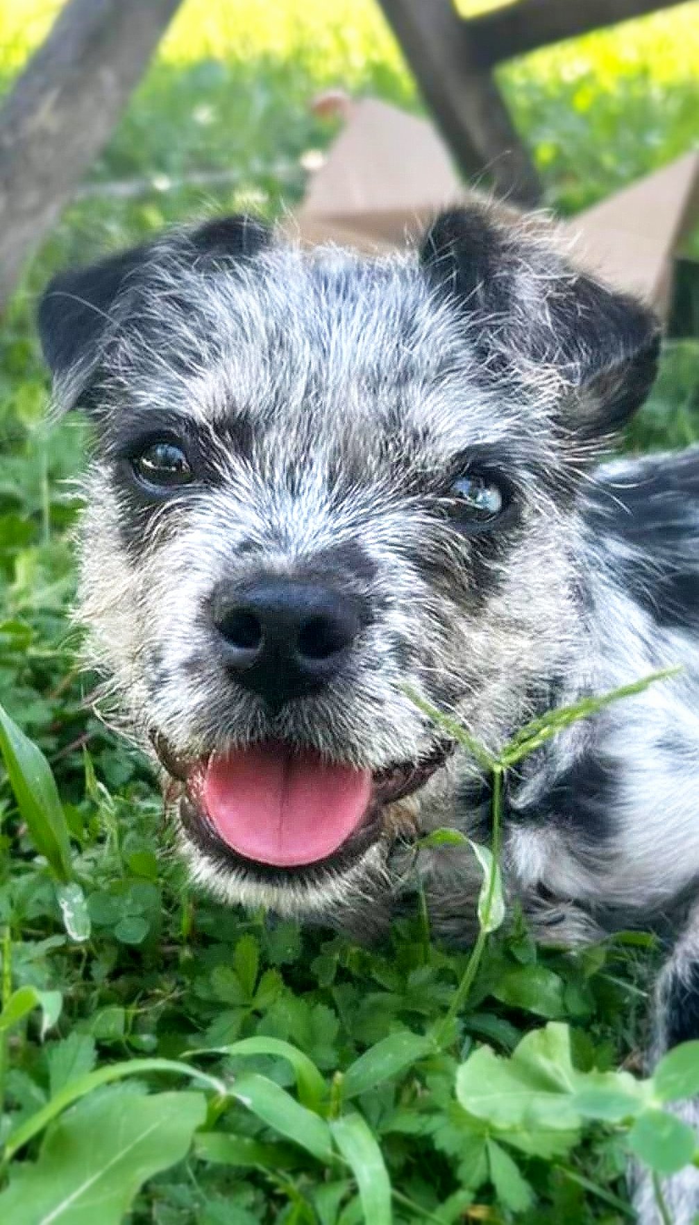 KRUIMELTJE (ALIAS "CRUMBY") *** ADOPTED ***