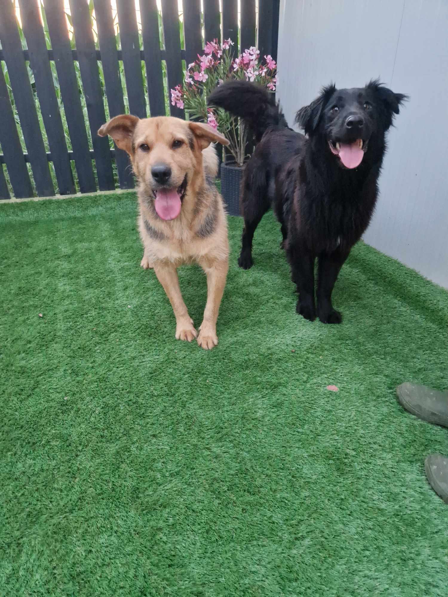 *** ADOPTED *** CAMIEL (CAMILLEKE )