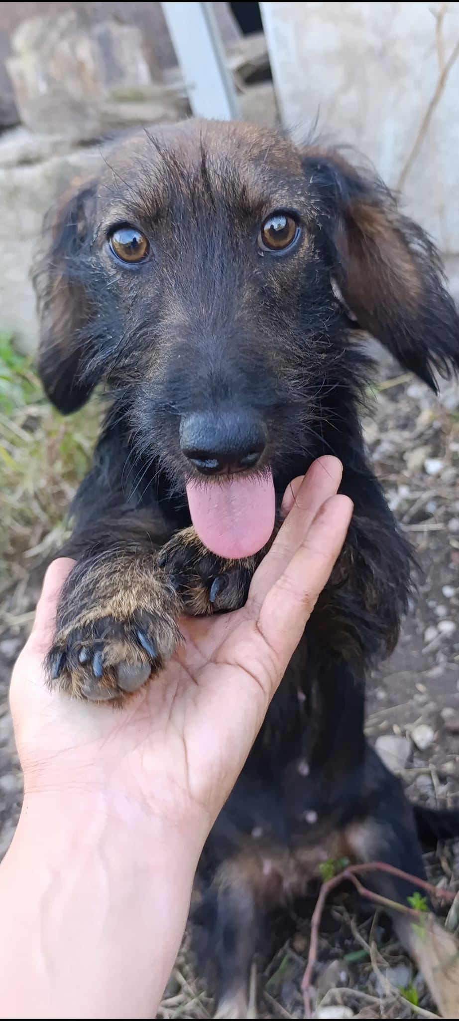 LIZZY *** ADOPTED ***