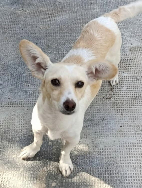 CHARLOTJE *** ADOPTED ***