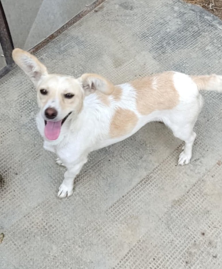 CHARLOTJE *** ADOPTED ***