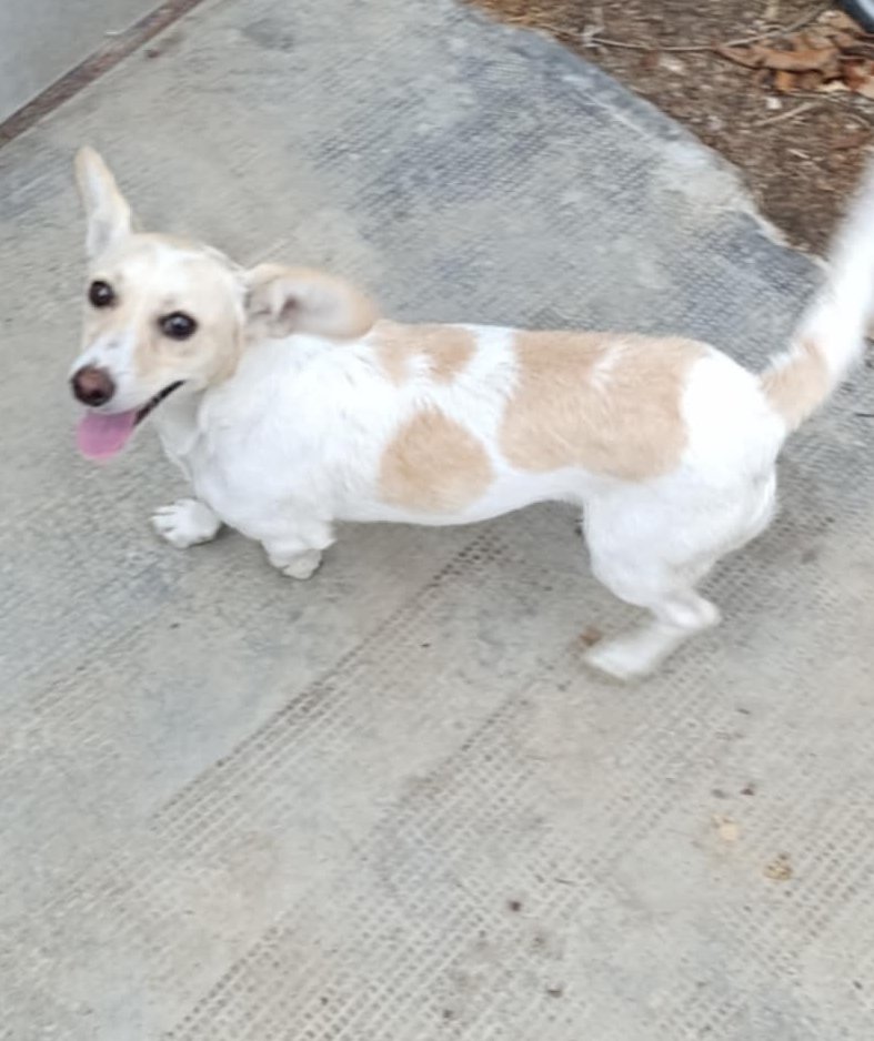 CHARLOTJE *** ADOPTED ***