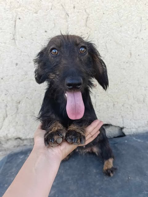 LIZZY *** ADOPTED ***