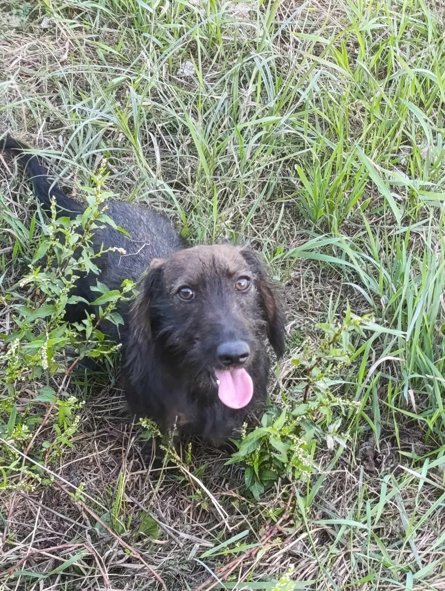 LIZZY *** ADOPTED ***