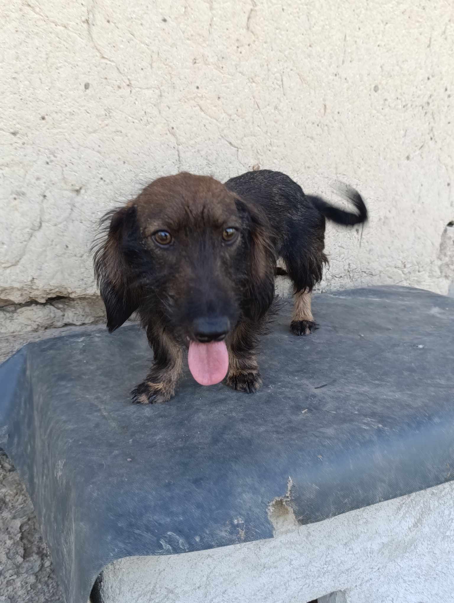 LIZZY *** ADOPTED ***