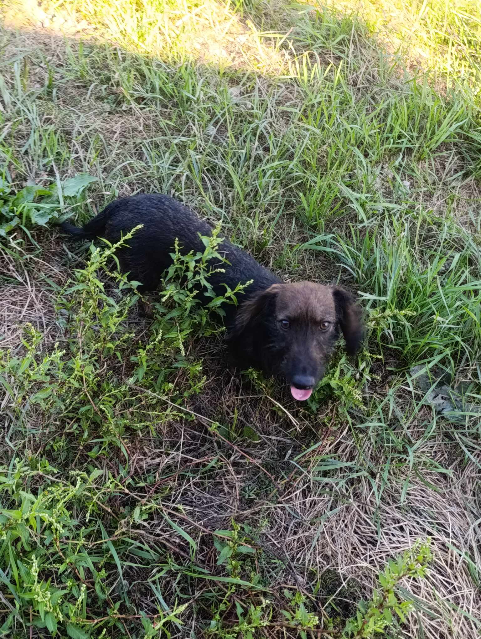 LIZZY *** ADOPTED ***