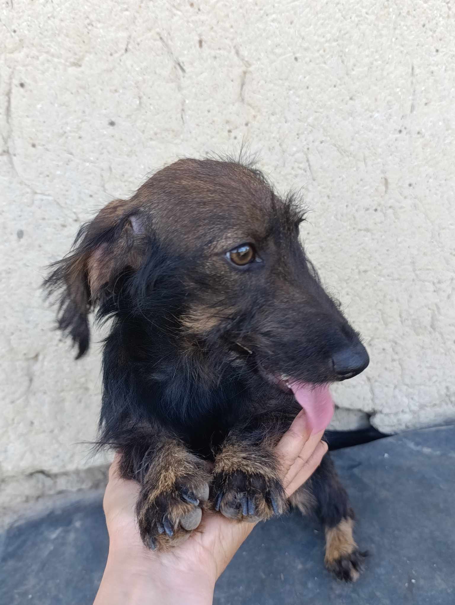 LIZZY *** ADOPTED ***