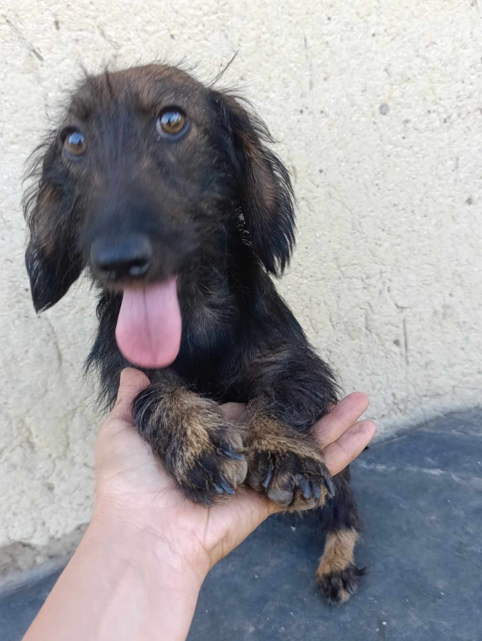 LIZZY *** ADOPTED ***