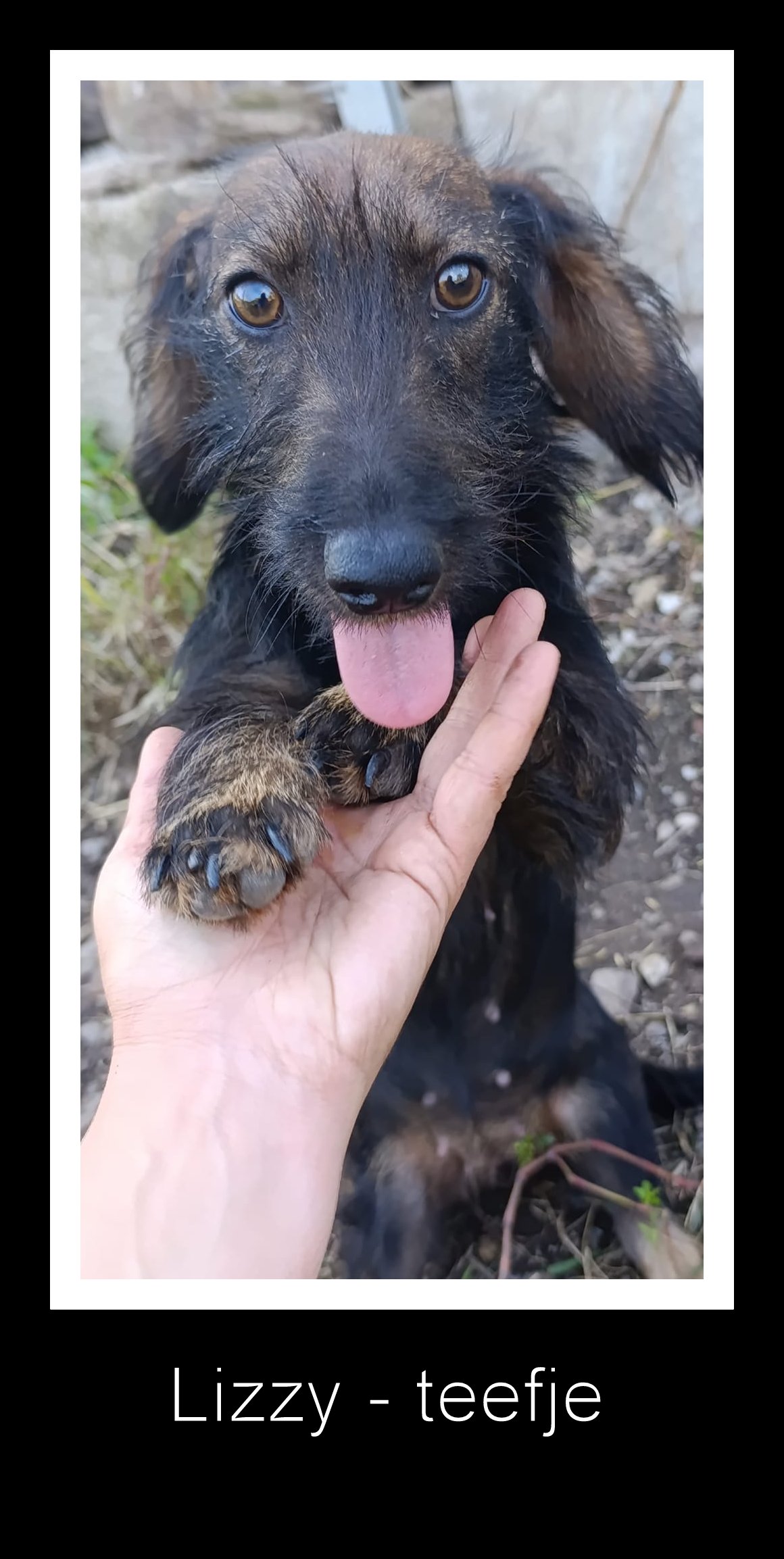 LIZZY *** ADOPTED ***