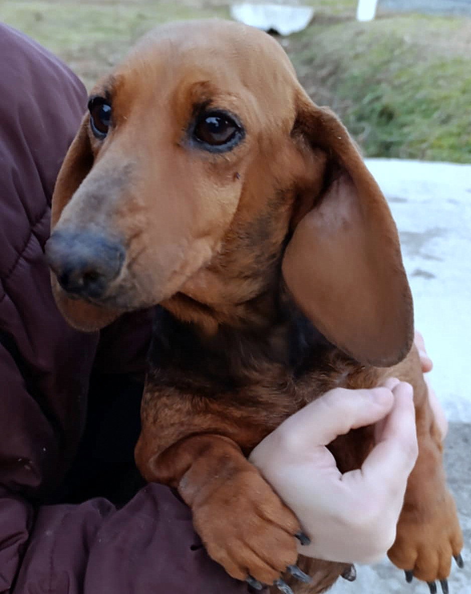 EBONY *** ADOPTED ***