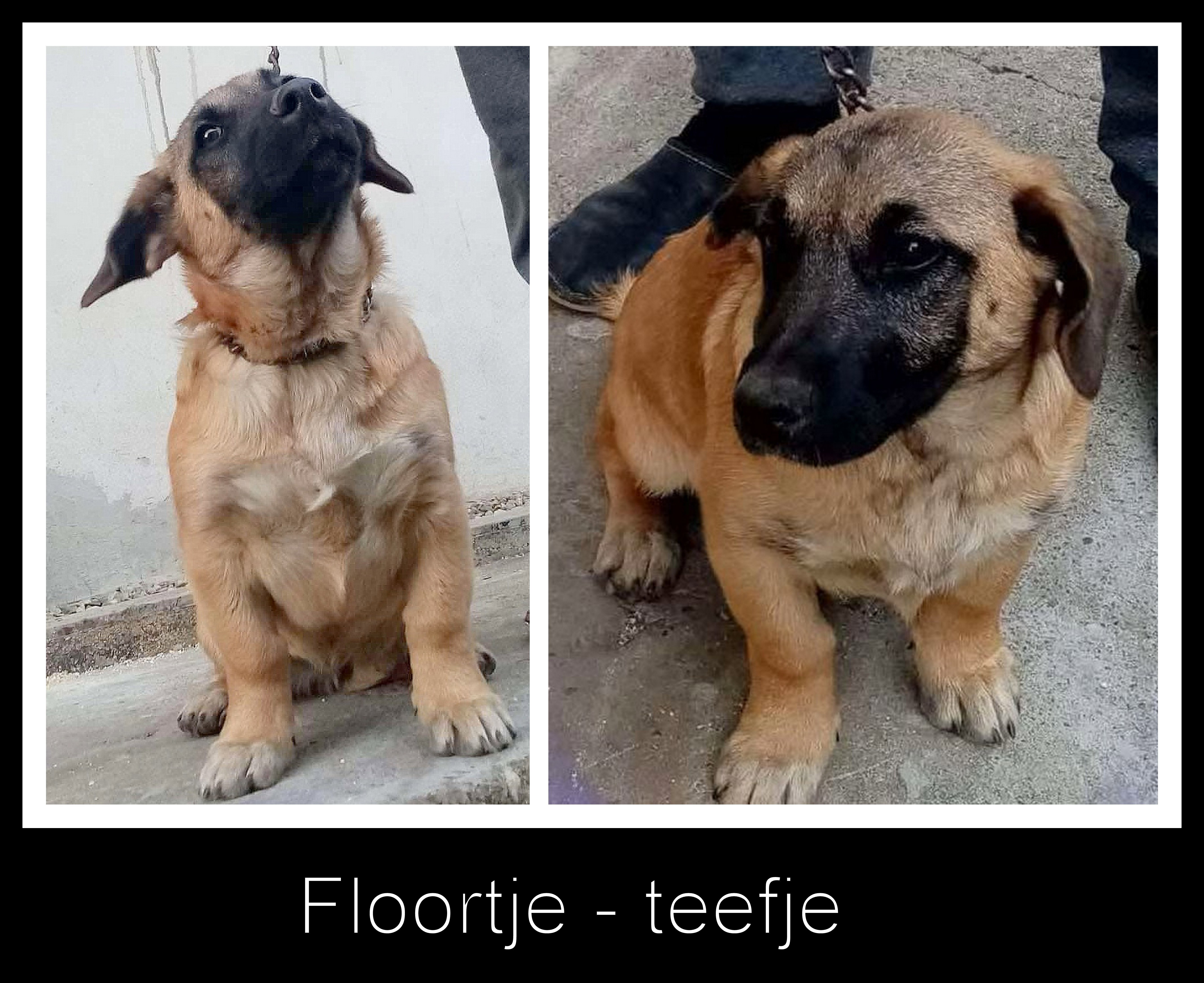 FLOORTJE *** ADOPTED ***