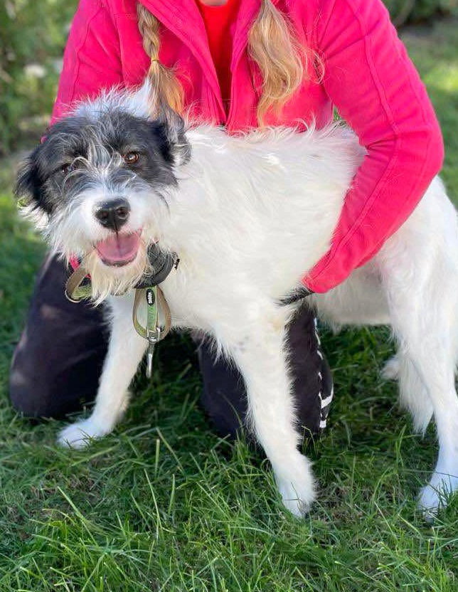 ABBY *** ADOPTED IN UK ***