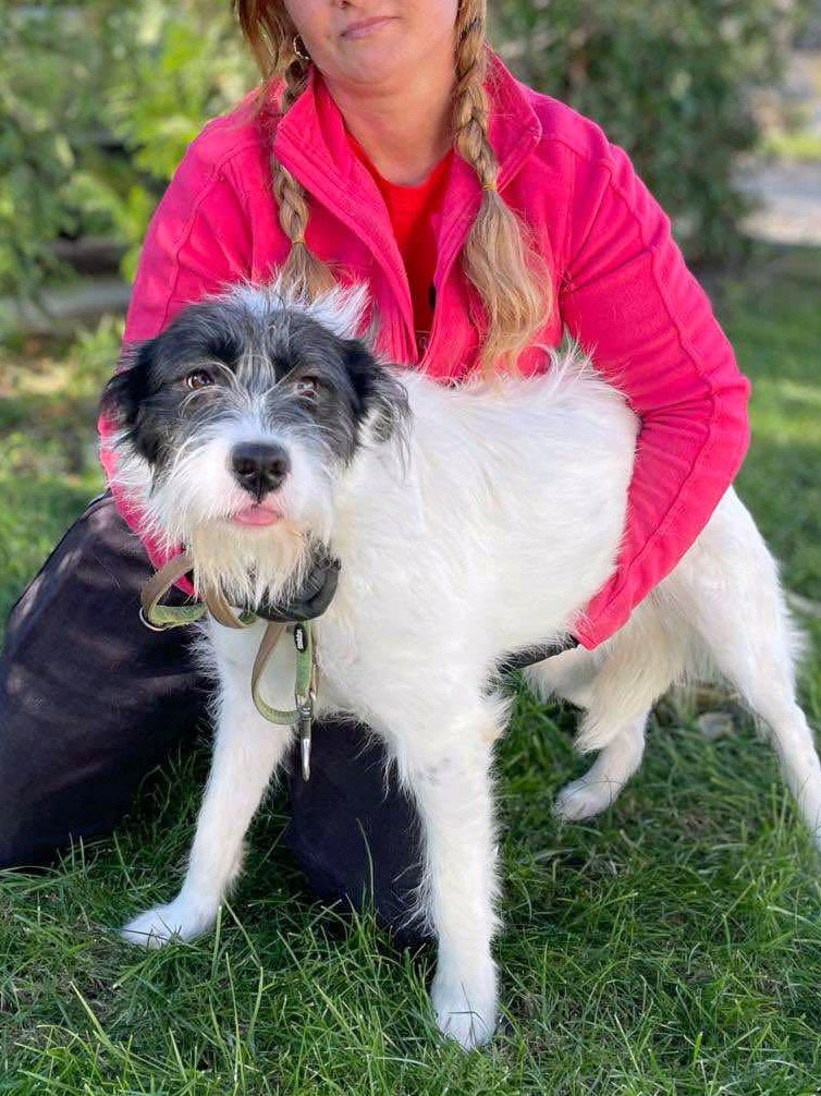 ABBY *** ADOPTED IN UK ***