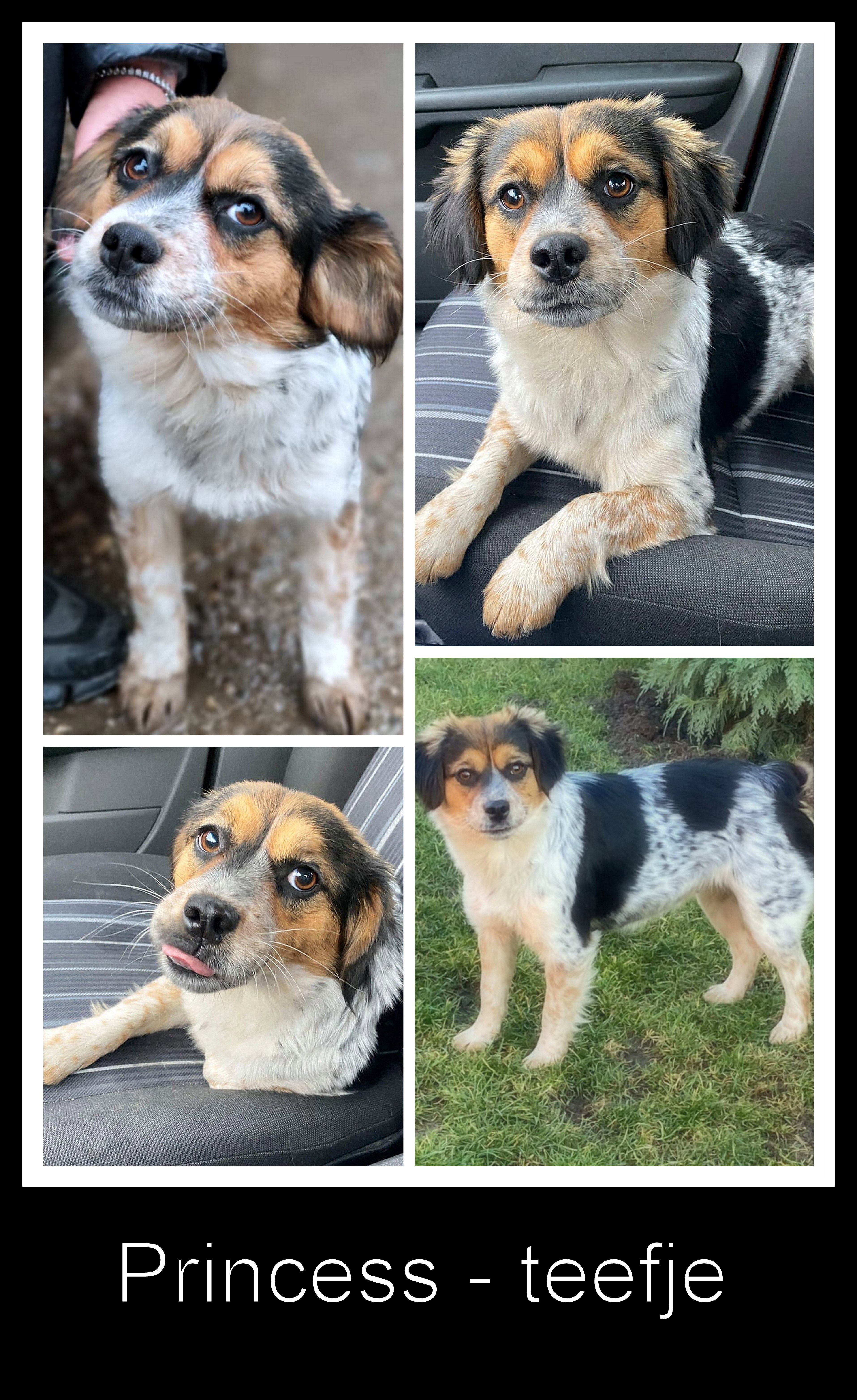 PRINCESS *** ADOPTED ***