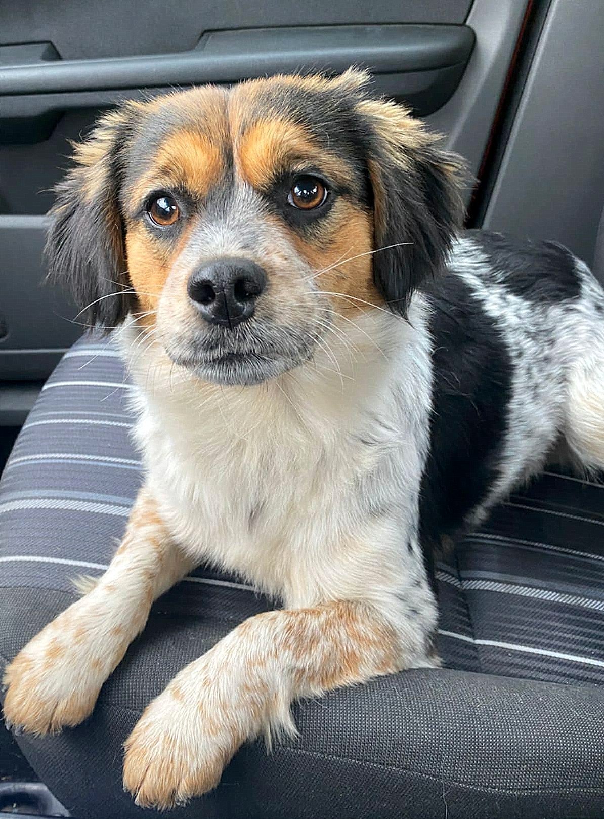 PRINCESS *** ADOPTED ***