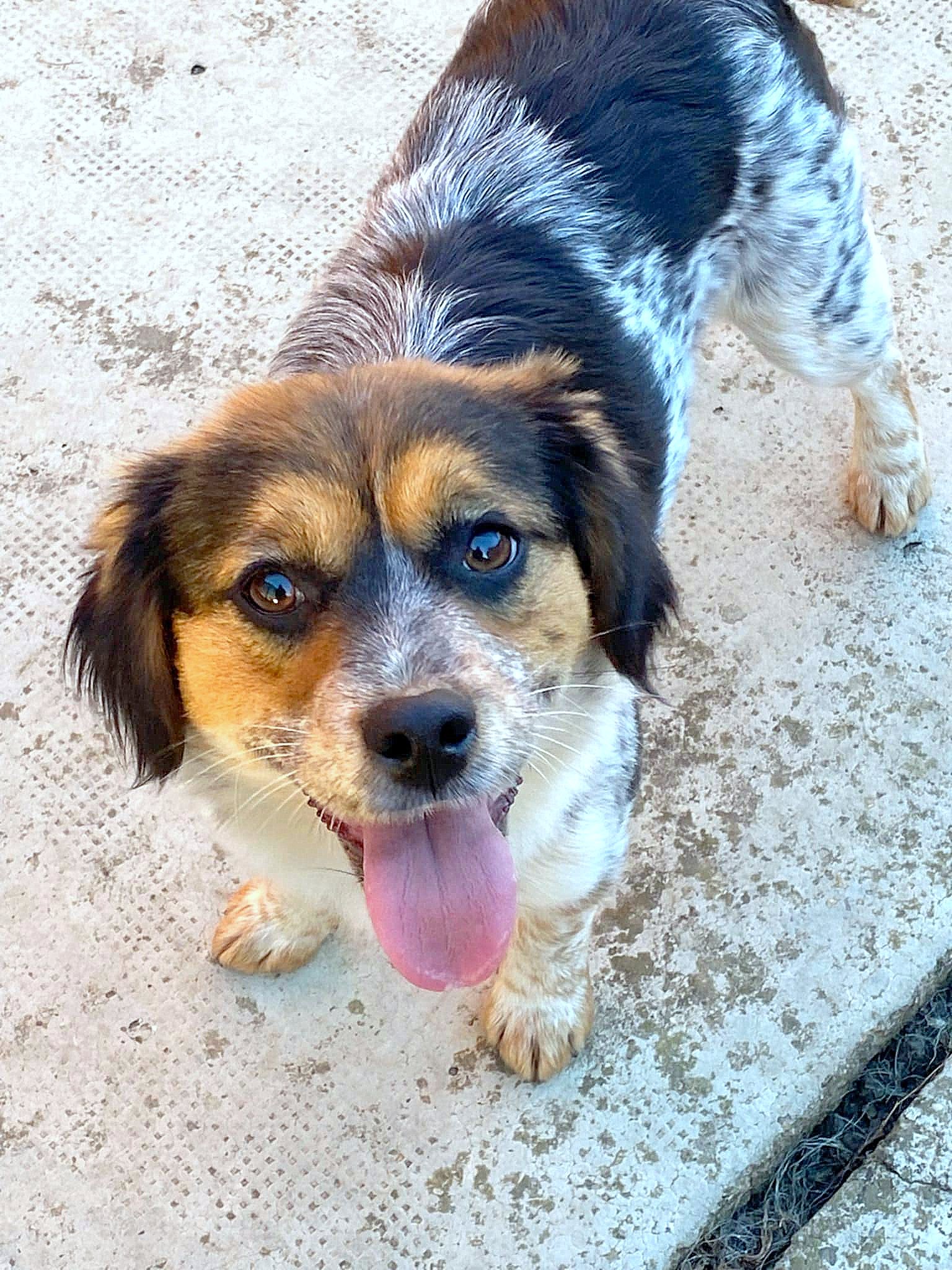 PRINCESS *** ADOPTED ***