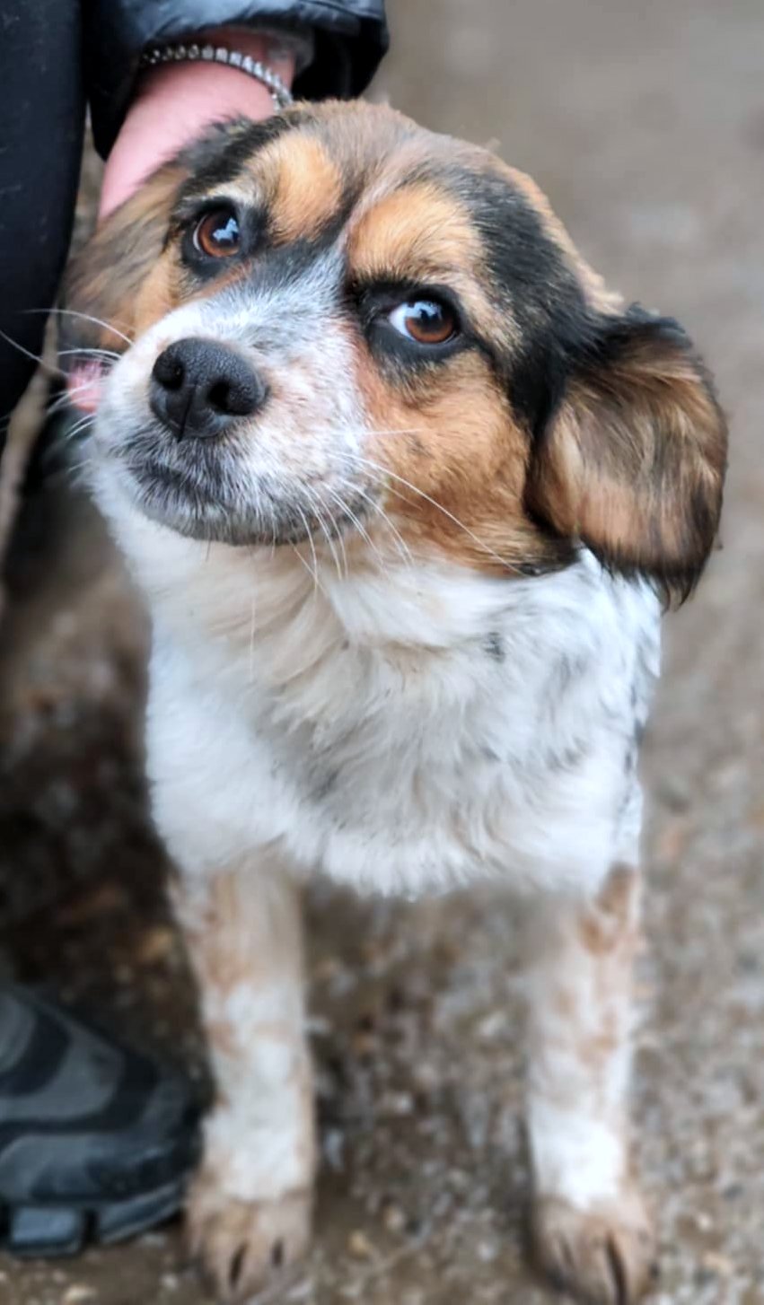 PRINCESS *** ADOPTED ***